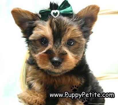 Yorkie-Puppy-Playful