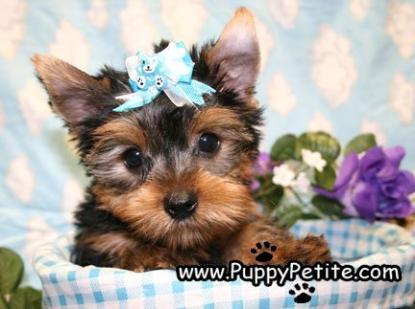 Yorkie-Puppy-Family-Friendly