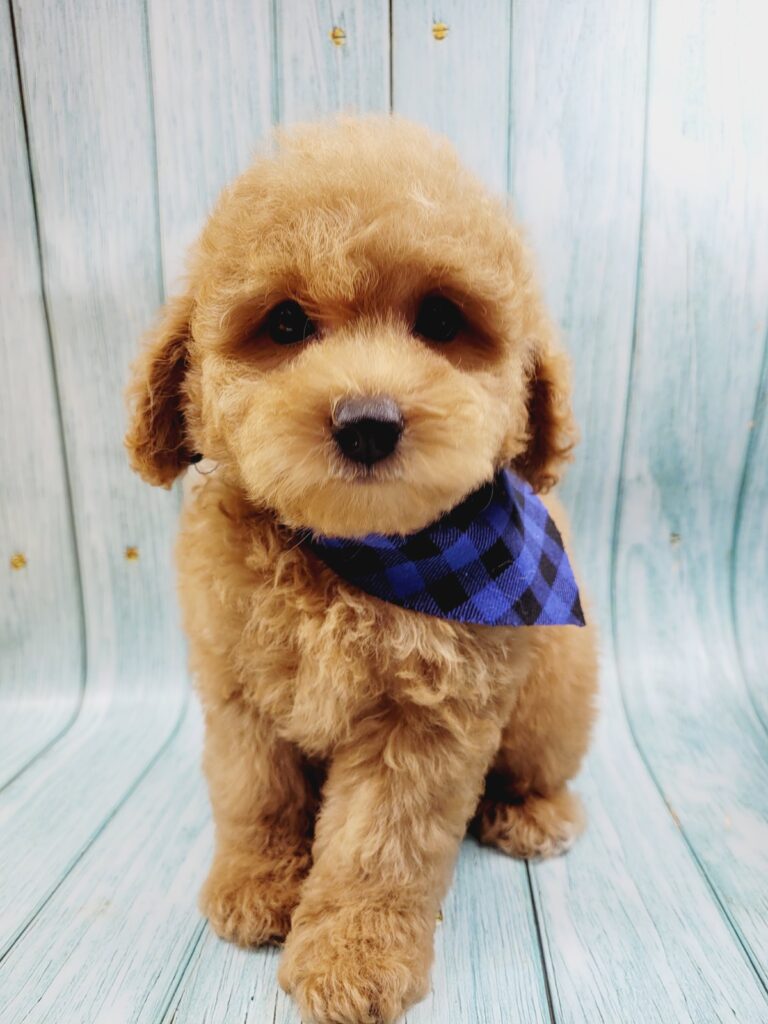 Adorable-Poodle-Puppy-Posing