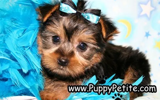About Puppy
