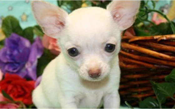 CHARMING CHIHUAHUA