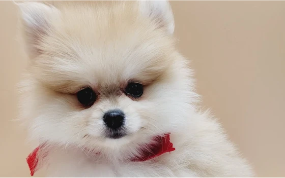 FRIENDLY POMERANIAN PUPPIES FOR SALE