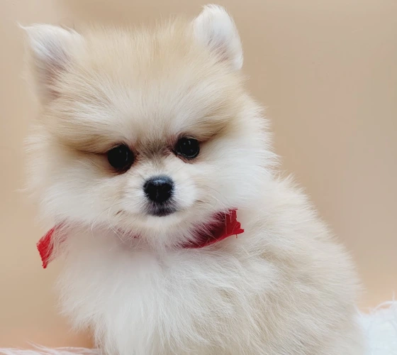 Pomeranian NYC
